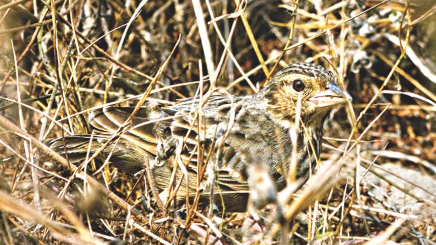 Bengal bush lark.jpg