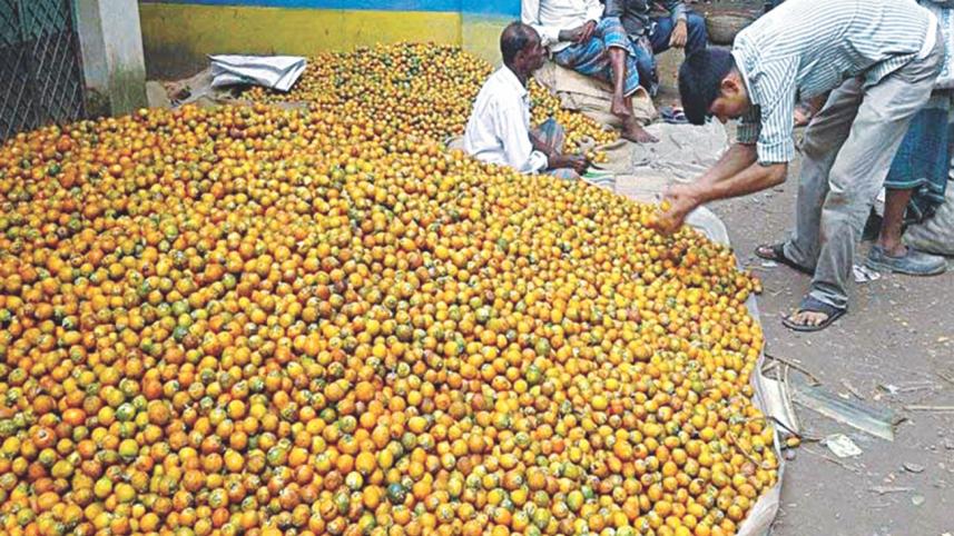 Betel nut cultivation.jpg