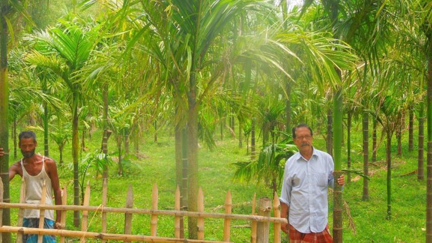 Betel nut farming.jpg