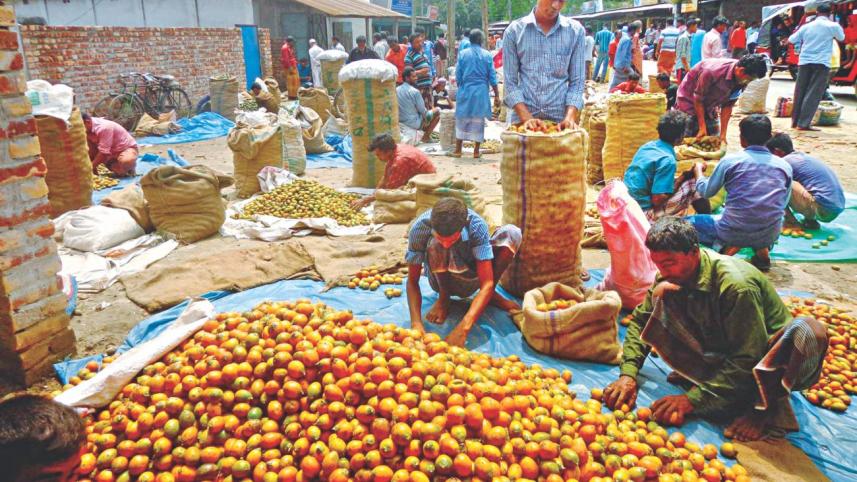 betel nut growers.jpg