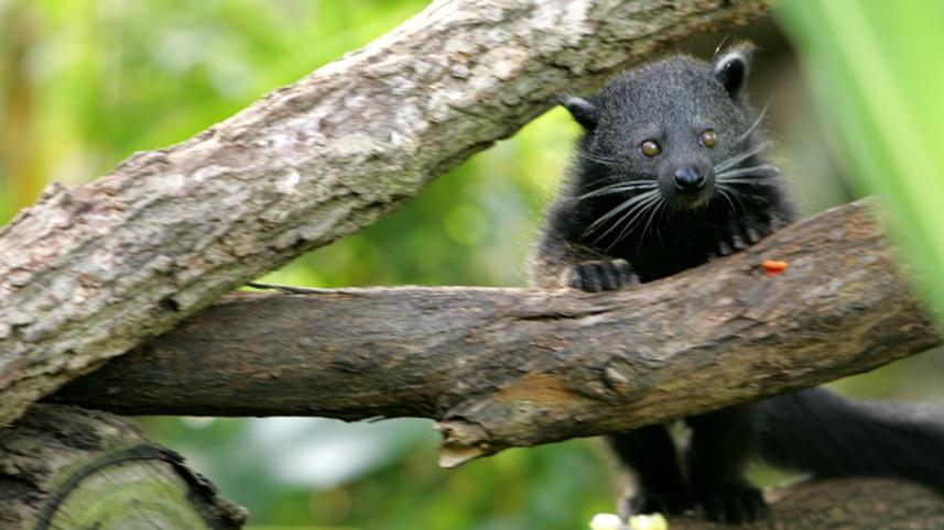 Binturong-afp-wb.jpg