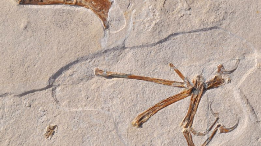 bird-like dinosour.jpg