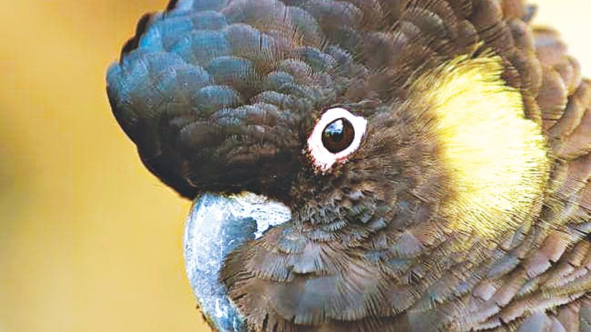 bird.jpg