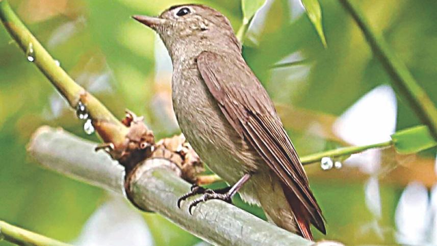 Flycatcher 