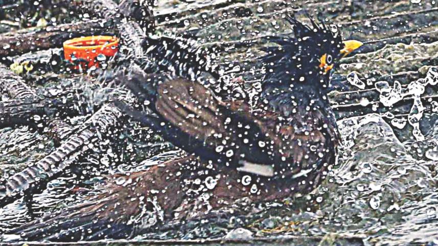 bird.jpg