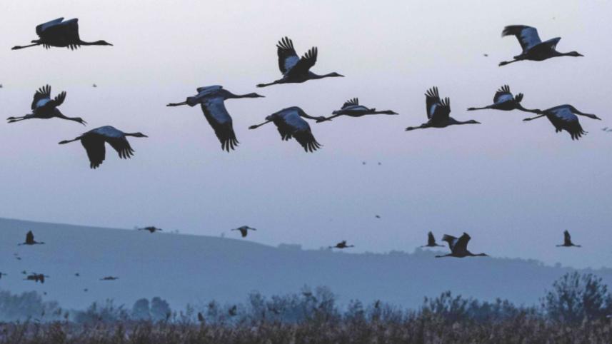 Birds