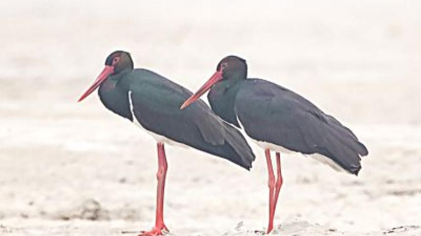 Black Stork.jpg