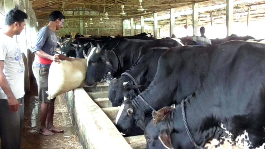 Bochaganj upazila.jpg