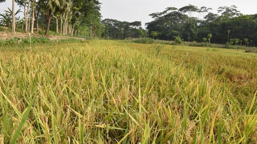 Aman paddy in Bangladesh