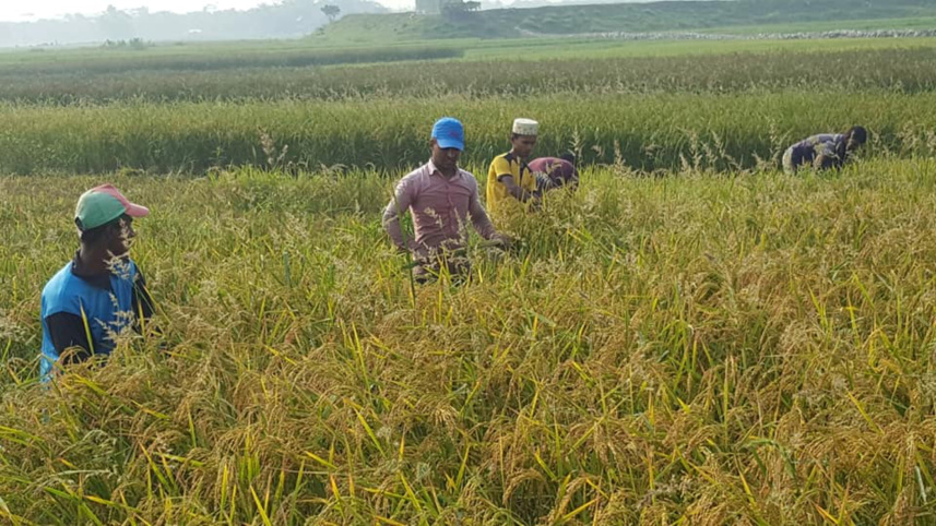 Boro crops harvested.jpg