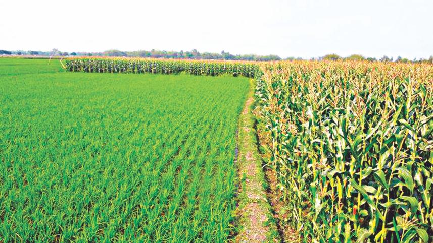 Boro farmers price denied.jpg