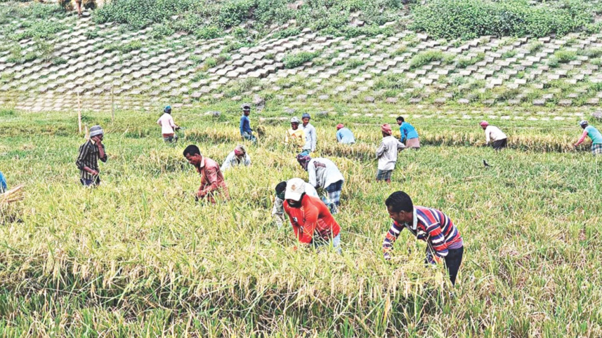 Boro farmers stimulas package.jpg