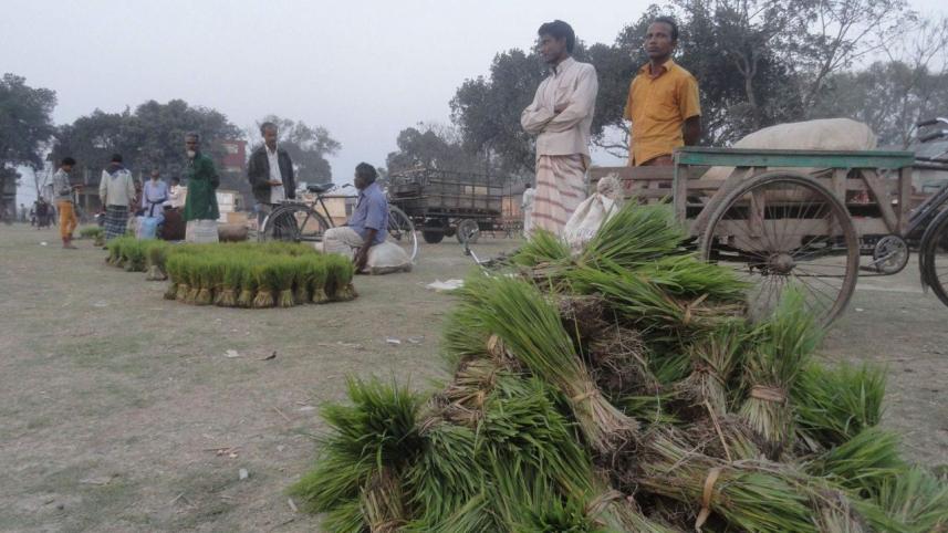 Boro sapling lalmonirhat.jpg