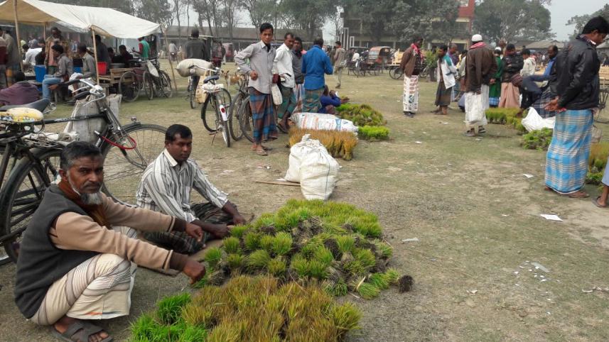 Boro saplings sell.jpg