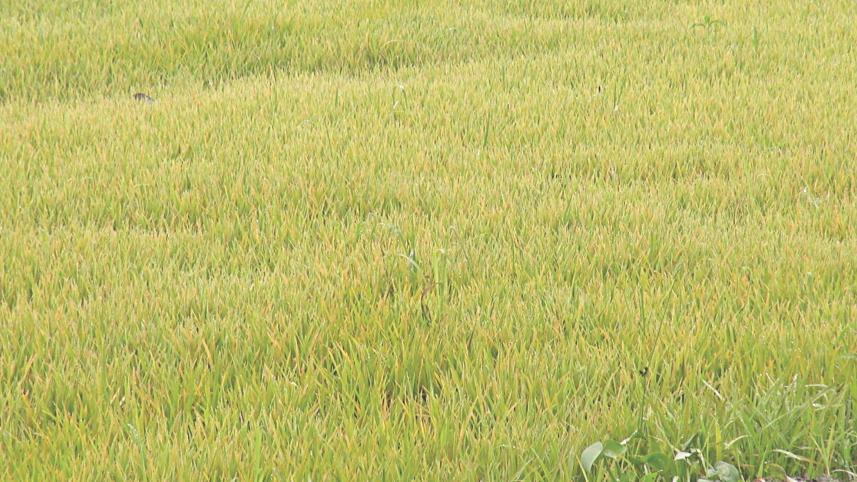 Boro seedbeds harm.jpg