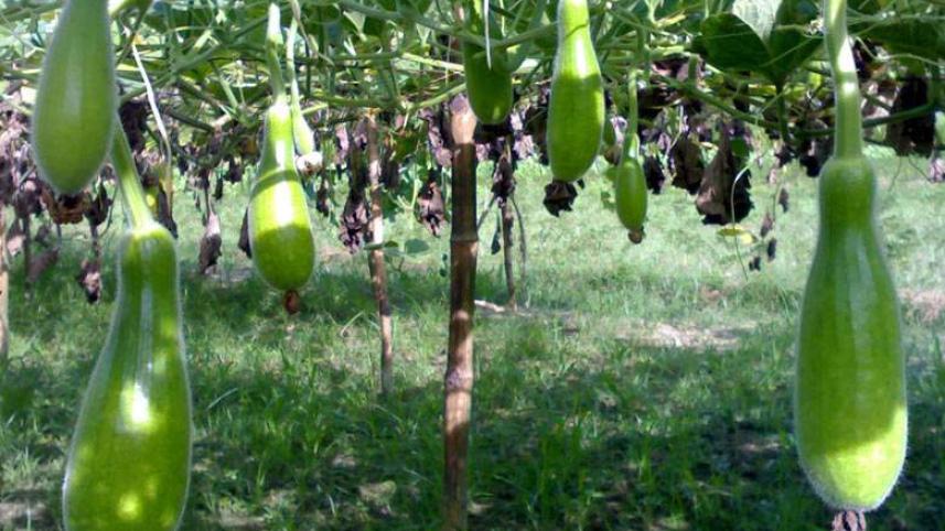 Bottle gourd