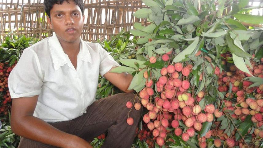 Bumper litchi Lalmonirhat.jpg