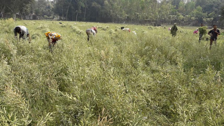 Bumper mustard yield.jpg