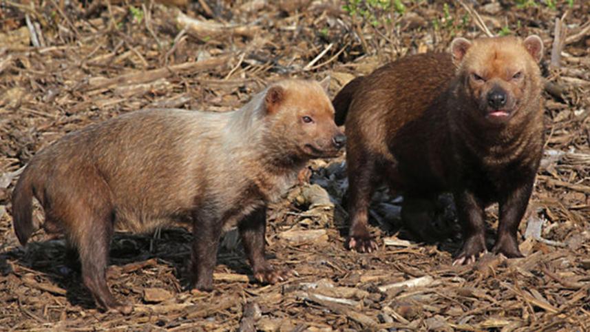 Bush dogs.jpg