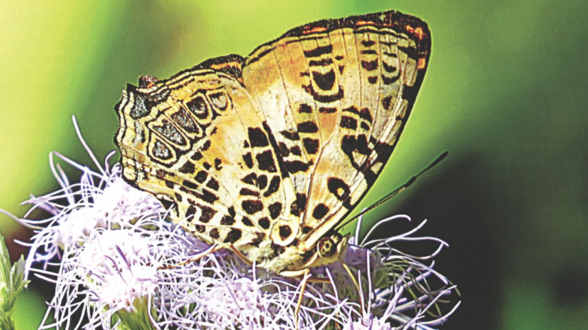 Butterflies of Bangladesh.jpg
