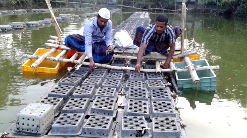 Cage-farmed crabs.jpg