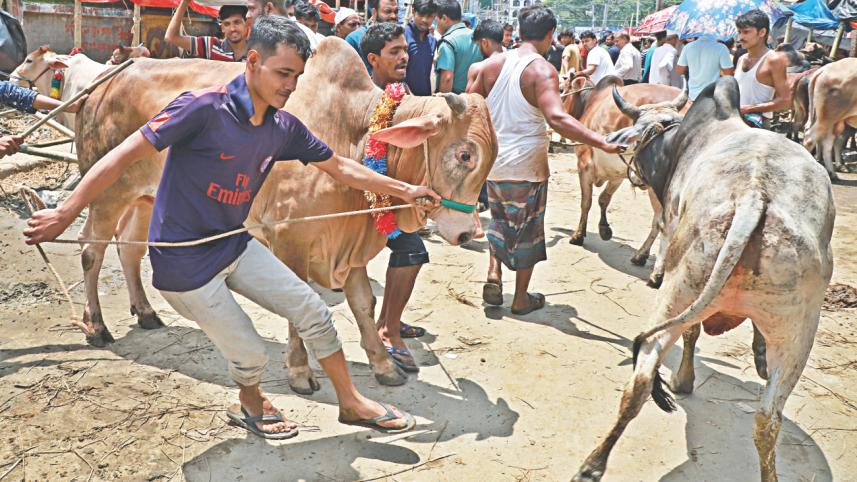 Capital’s cattle markets 1.jpg