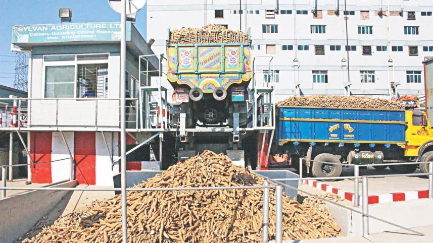Cassava yield rises.jpg