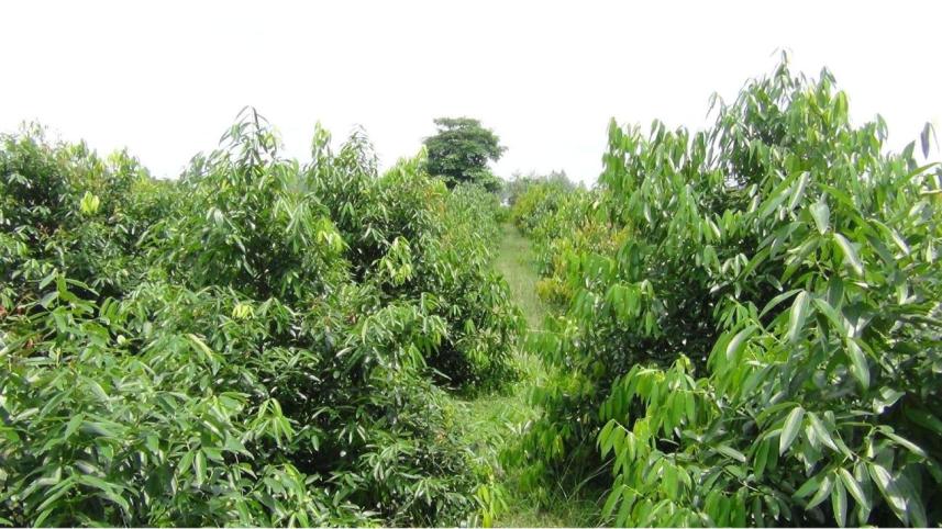 Cassia leaf farming.jpg