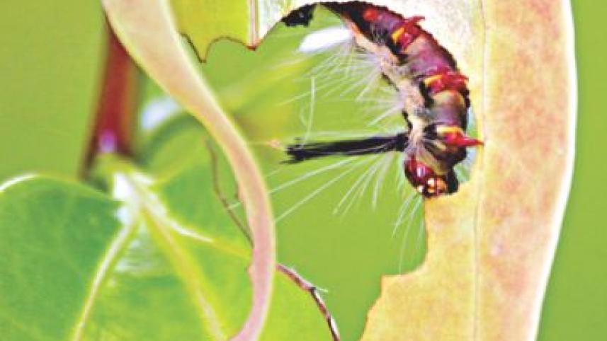 Caterpillar.jpg