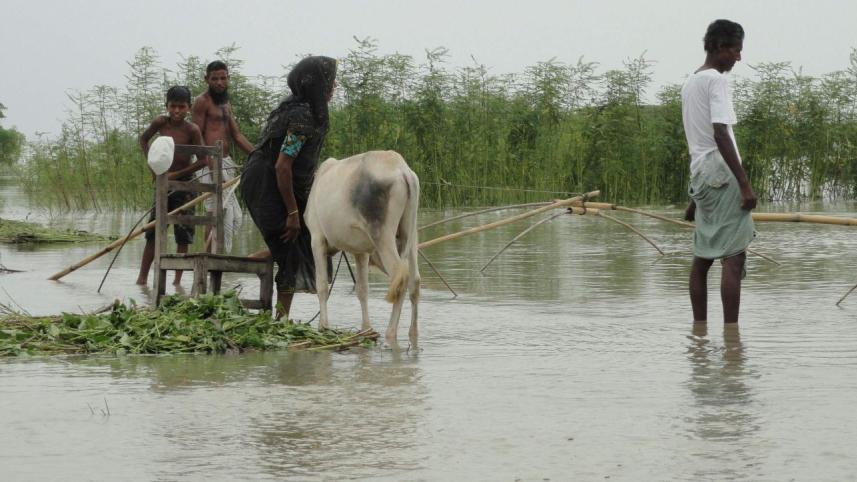 Cattle farmers trouble.jpg