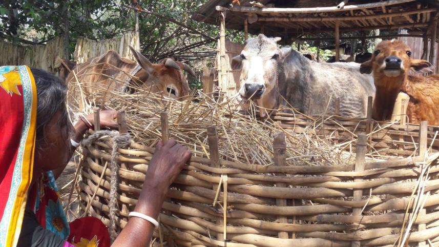 Cattle rearing Rajo Bala.jpg