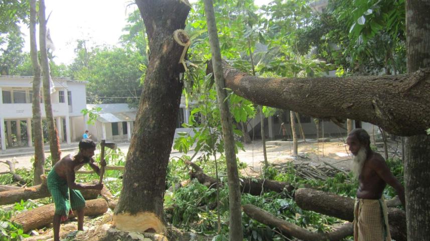 chairman felling trees.jpg