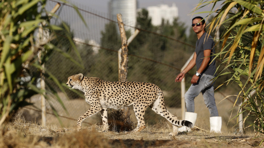 Iran moves to save last 'mascot' Asiatic cheetahs