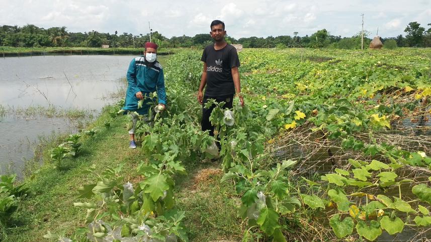 chemical-free-brinjal-farming.jpg