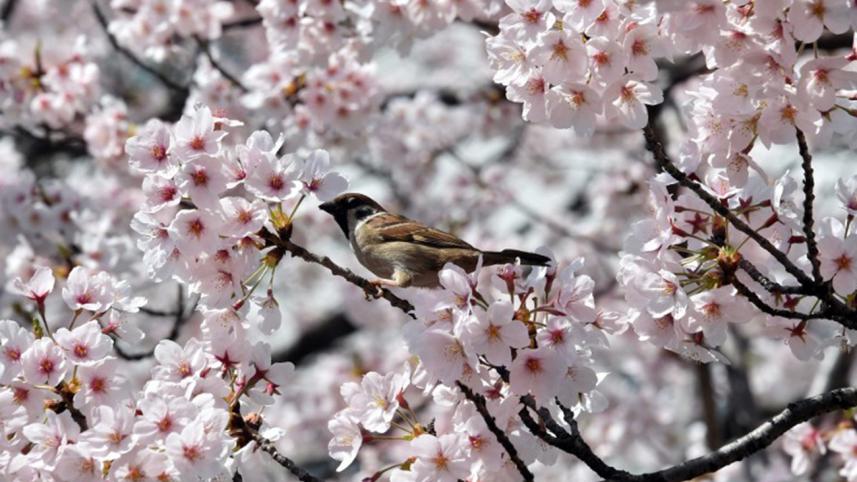 Cherry-blossom.jpg