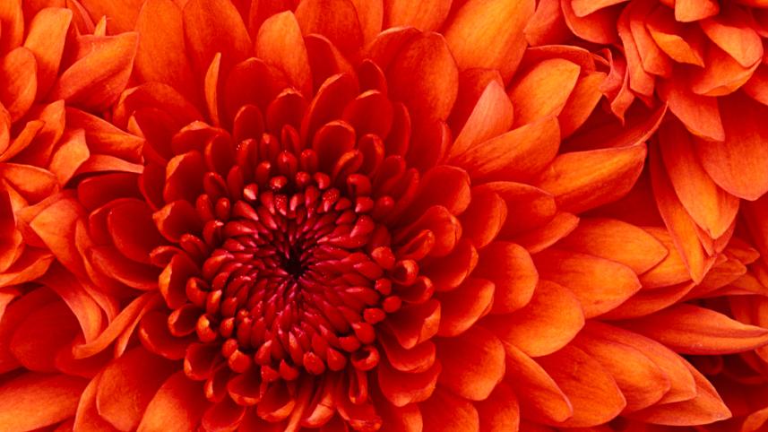 Chrysanthemum.jpg