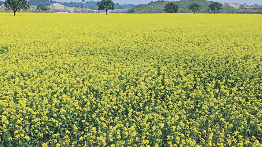 C’nawabganj bumper mustard.jpg