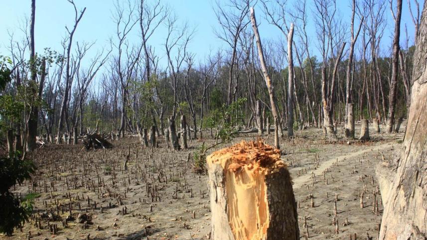 Coastal forest under threat.jpg
