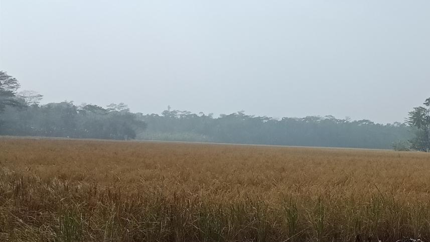 cold hampers Aman harvest.jpg