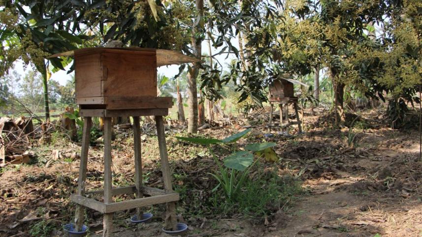 Commercial beekeeping.jpg