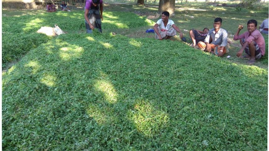 Coriander farming.jpg