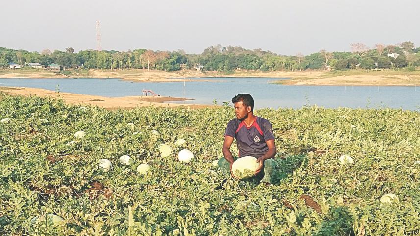 corona fall fruit prices.jpg