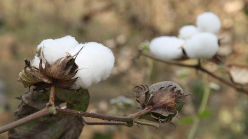 Cotton 1.jpg