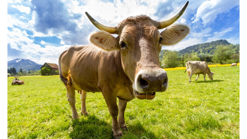 cow-759018_960_720-web.jpg