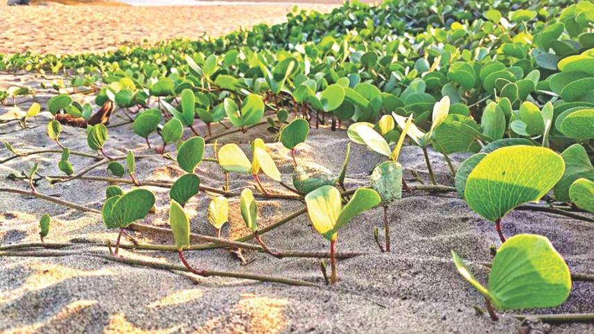 Cox's Bazar Beach.jpg
