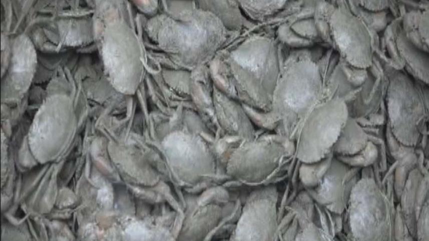 Crab farming