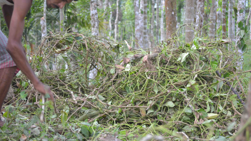 Criminals destroy betel.jpg