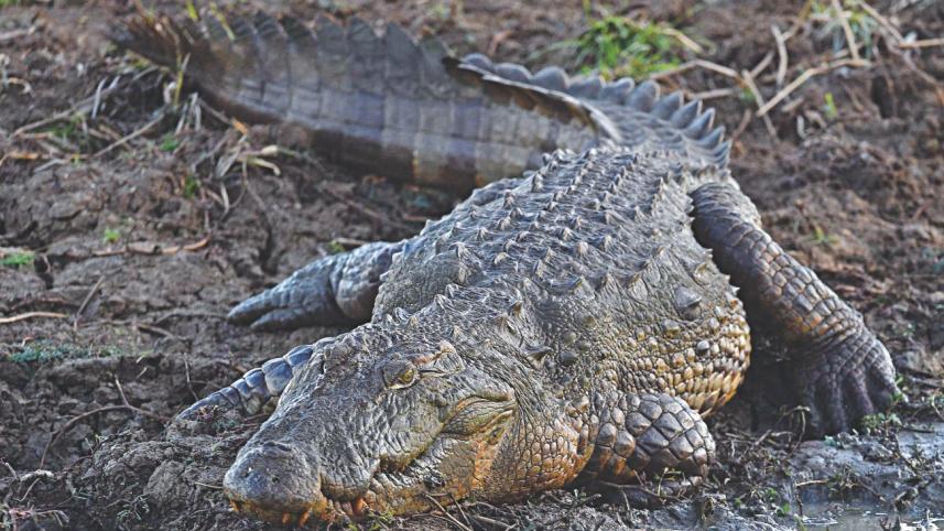 Crocodile.jpg