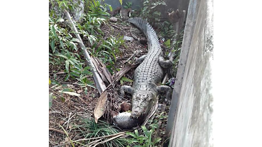 Crocodile Juliet.jpg