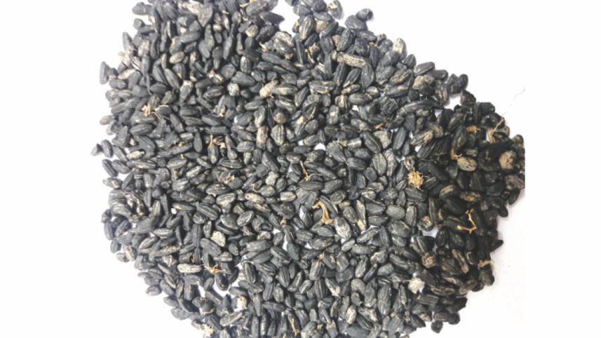 2,500-year-old crop seeds discovered in Bogura's Mahasthangarh